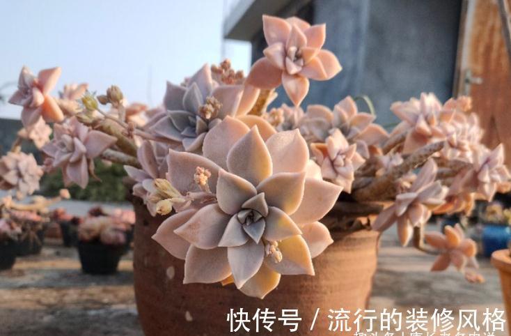 胧月和冬美人,同为最常见的多肉品种,谁在高温地区的表现更好?