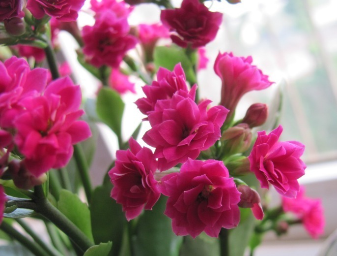 3种“懒人花”,浇水越多死得越快,30天不管也旺盛,全年花不断