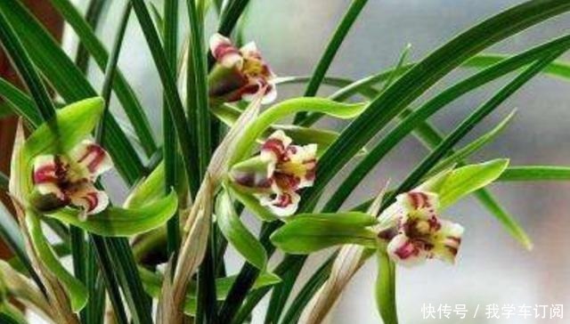 兰花土加“一料”,远离三怕,花苞“咕嘟”冒,开花一茬接一茬!