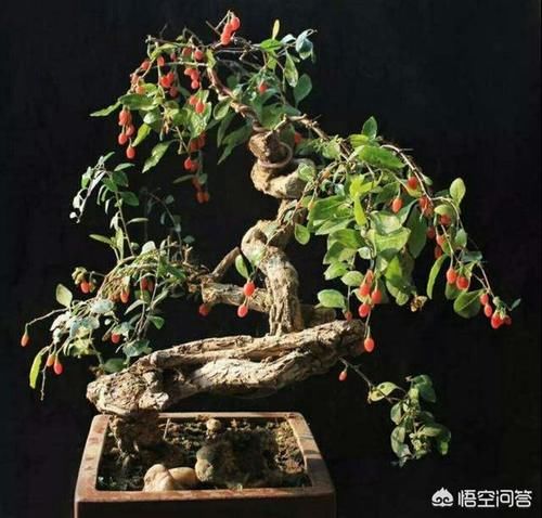 带刺枸杞可以做盆景吗?