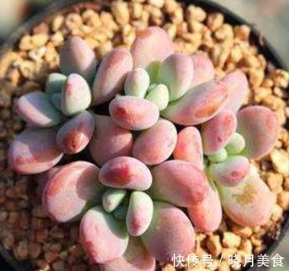 美女|6款美女多肉,颜值高好养护,总有一款深得你心