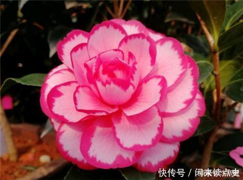 天冷了，茶花别着急搬进屋，低温“冻一冻”开花更旺