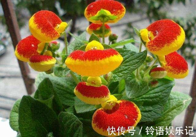 3种花再喜欢,也别轻易买,虽然很漂亮,但能“养活”的人不多