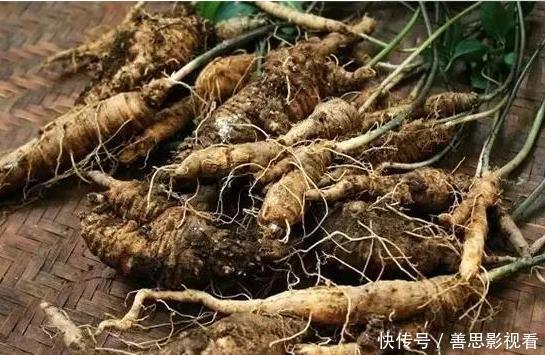 山萝卜|大山里的“野萝卜”,看到是福气,很珍贵,不要一次挖完,需保护