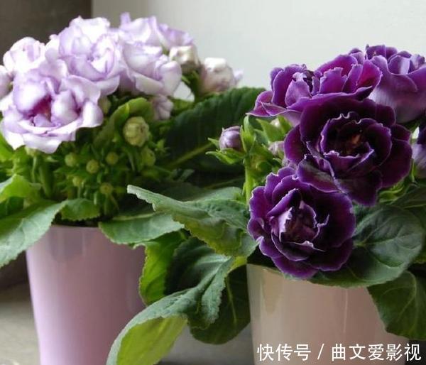 重瓣落雪泥，名好听、颜值高，适合家庭养花，谨记4点四季开花