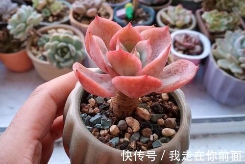 白雪公主|来自“童话里”的6款多肉,满满都是回忆,听名字就很想养上一盆