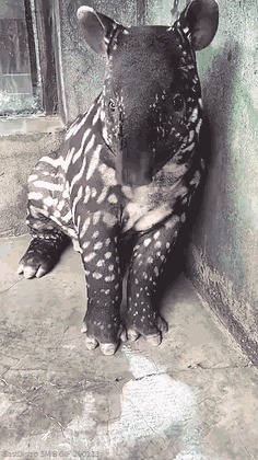 |搞笑GIF:这浪好厉害啊,拍打的妹子是猝不及防啊