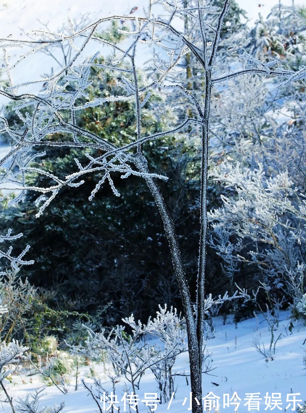 雪景|遂昌大美雪景图！让你一次看个够