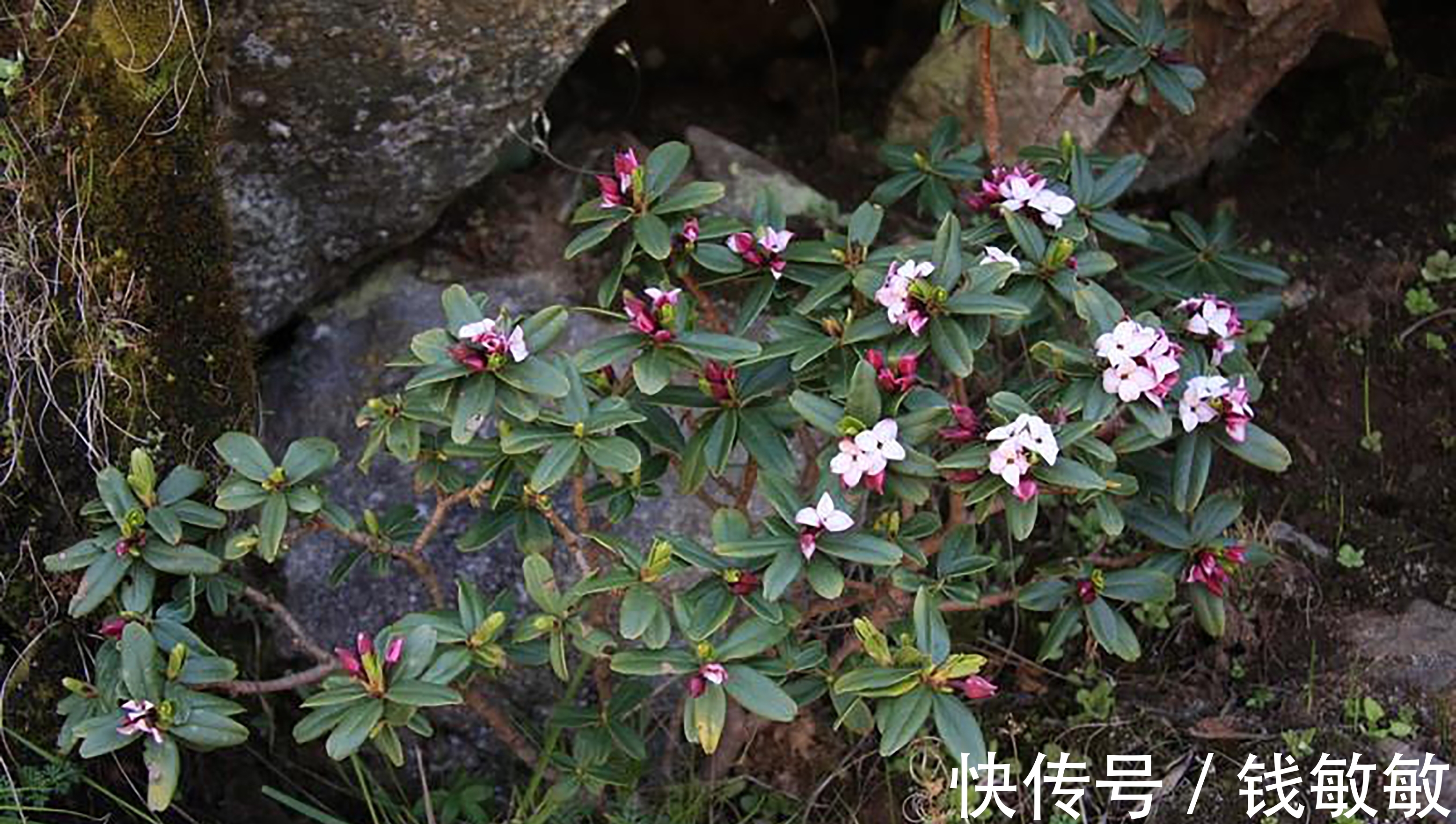 植物趣谈：花中祥瑞的瑞香