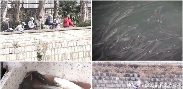 香港河道乌头鱼泛滥,钓鱼人:不需要技巧,随便钓几十斤