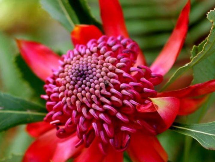 花朵|最受欢迎的4种花，好养易开花，花朵美艳，随便一养成花海