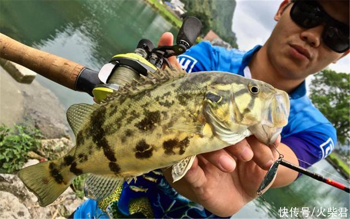广西|广西野生鳜鱼泛滥?有钓友两小时钓了一桶,有人羡慕也有人恼怒