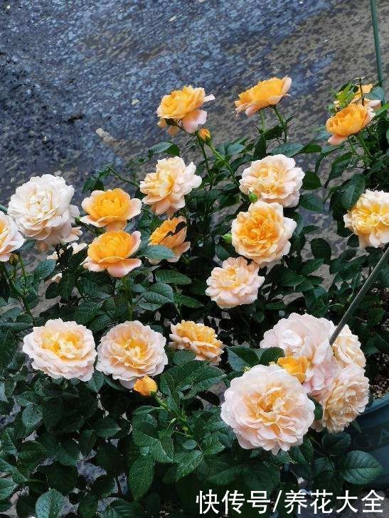 养花高手的5个好习惯，千万别小看，植物特别受用