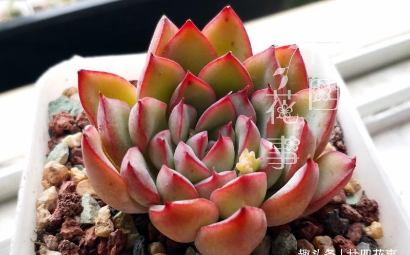 冬天给多肉浇水,一个小方法,肉肉不徒长不烂根,保持好状态