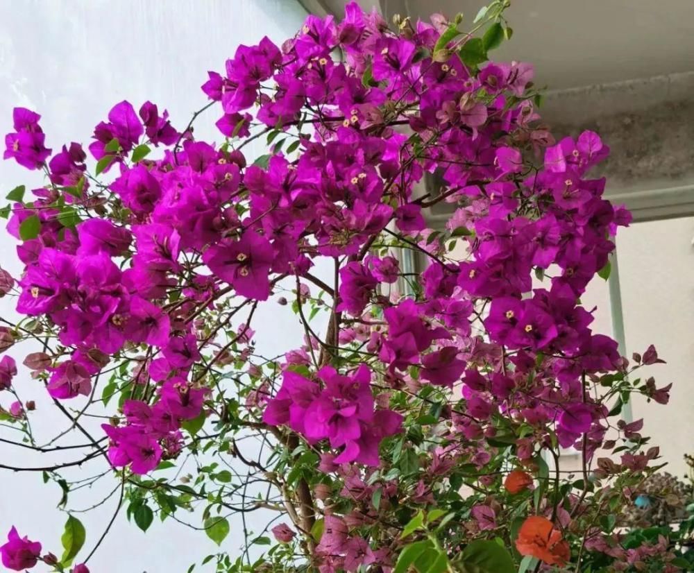 5度以下，常见的21种花必须断水，不然都烂根了