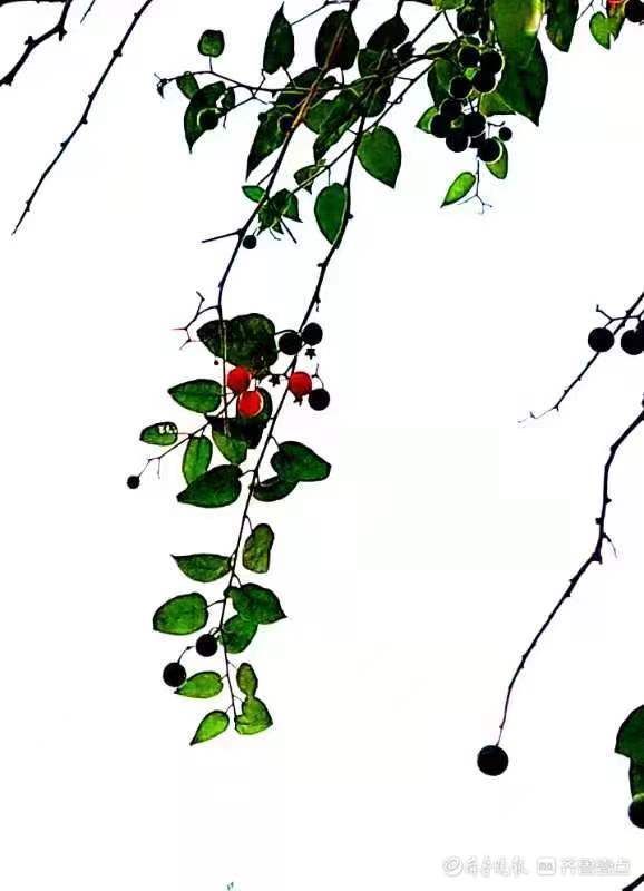 果实|白英成熟后果实宛若玛瑙,人见人爱