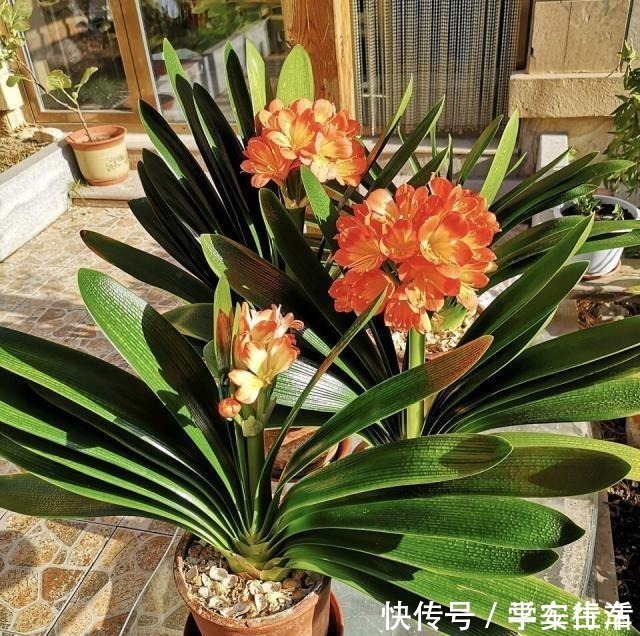 叶片|养君子兰,学会使用3种肥料,长得就像“大白菜”,天冷就开花!
