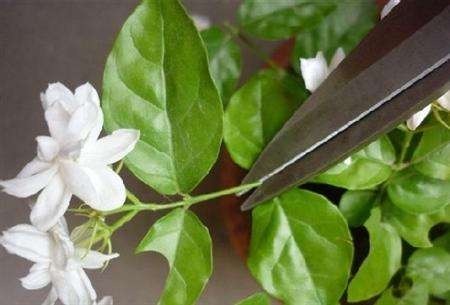 茉莉修剪专挑出头枝,抓住机会,一个月后还能有花赏!