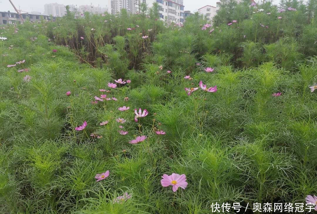 庄稼|曾国藩:柔可以制刚,诚可以化顽,将个人毁誉祸福置之度外是根本