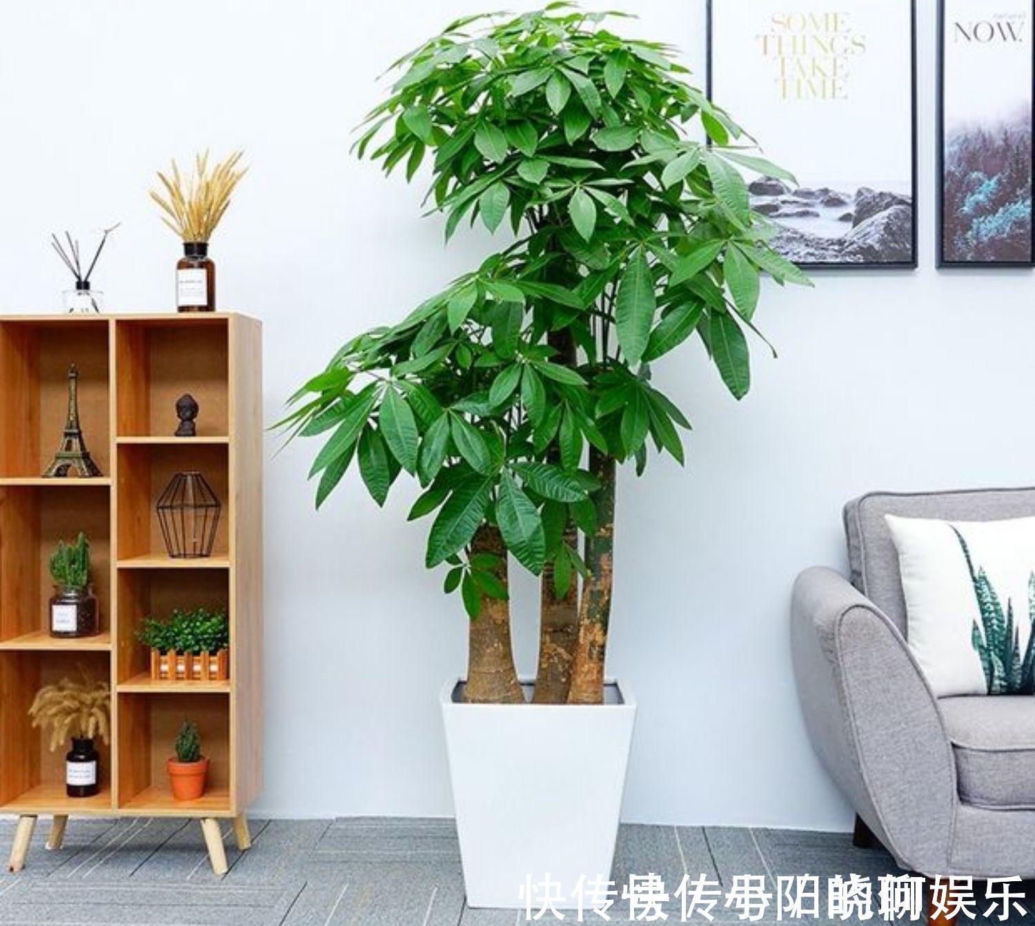 6种漂亮花,都有“好寓意”,喜欢的话养一盆,吉祥又大气