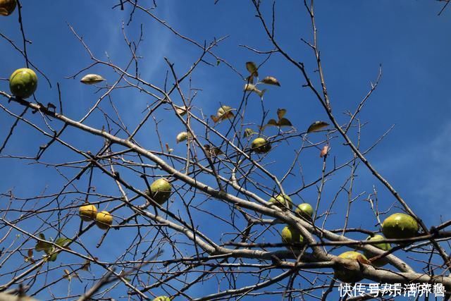 老年|秋意渐浓秋色起，斑斓色彩染磴山!美图来袭~