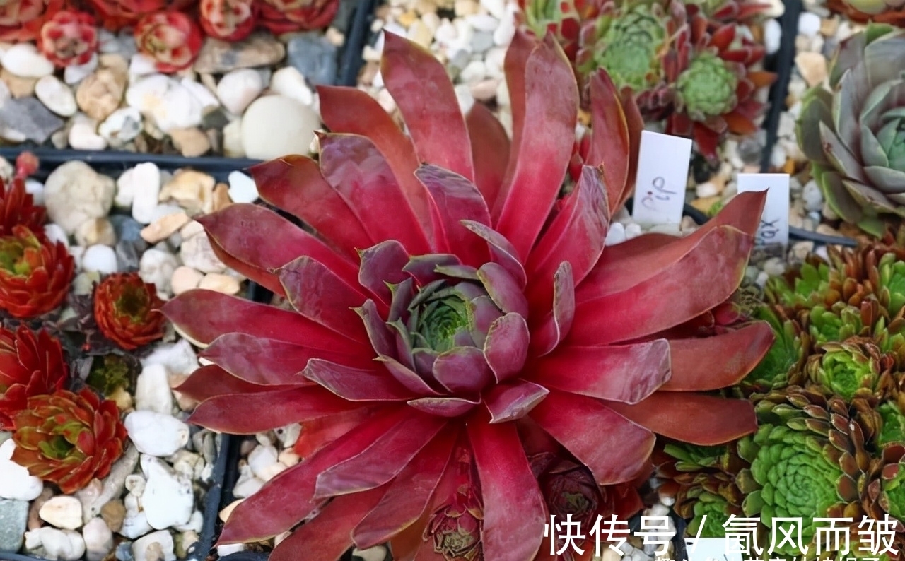 不是所有的多肉都可以叶插的，这16种叶插就很难成功，新手别费劲