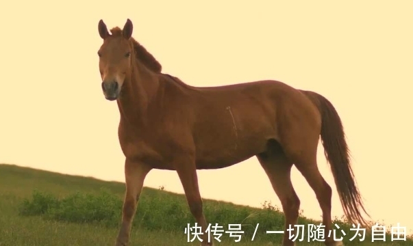 属马人|出生哪几年的属马人有好运眷顾？存款增加，压力减少，日子富裕