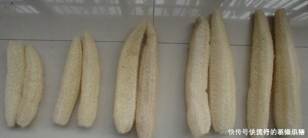 花盆里垫点底料,根壮叶绿状态好,爆盆真简单