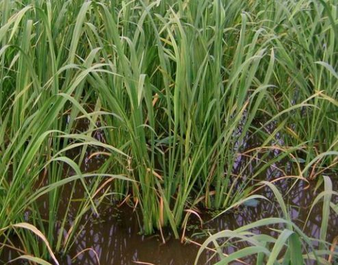 长得像水稻,口感似山珍,很受欢迎