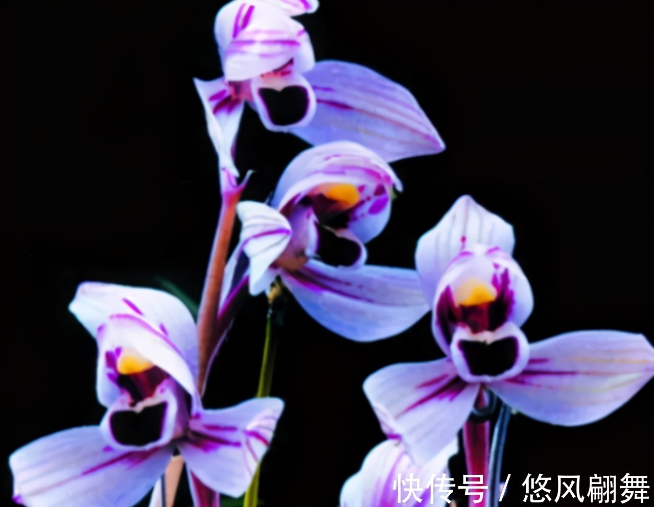 紫月荷|犹如“仙境之花”紫月荷,花开荷瓣,兰香芬芳,叶带金边,易养活