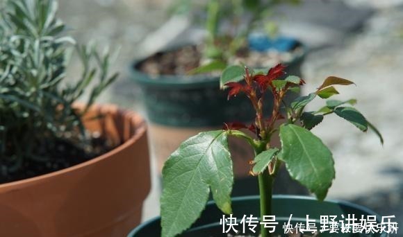养分|扦插月季只长新叶不长根2种处理方法，提高成活率！