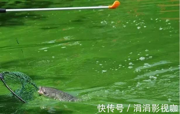 鲤鱼|看鱼星辨别鱼种,每一位钓鱼人进阶必学技能