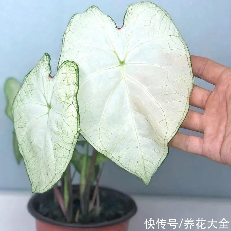 调色板|1种绿植特上档次,叶子五彩斑斓,像打翻了调色板