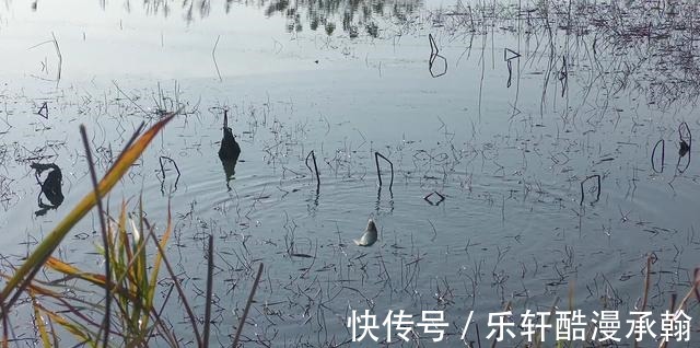 冬季钓鲫鱼,打窝后多久下杆最适合传统钓要注意时间