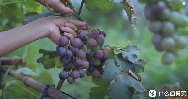 当心|看了网红自酿葡萄酒蠢蠢欲动？当心误伤了自己！