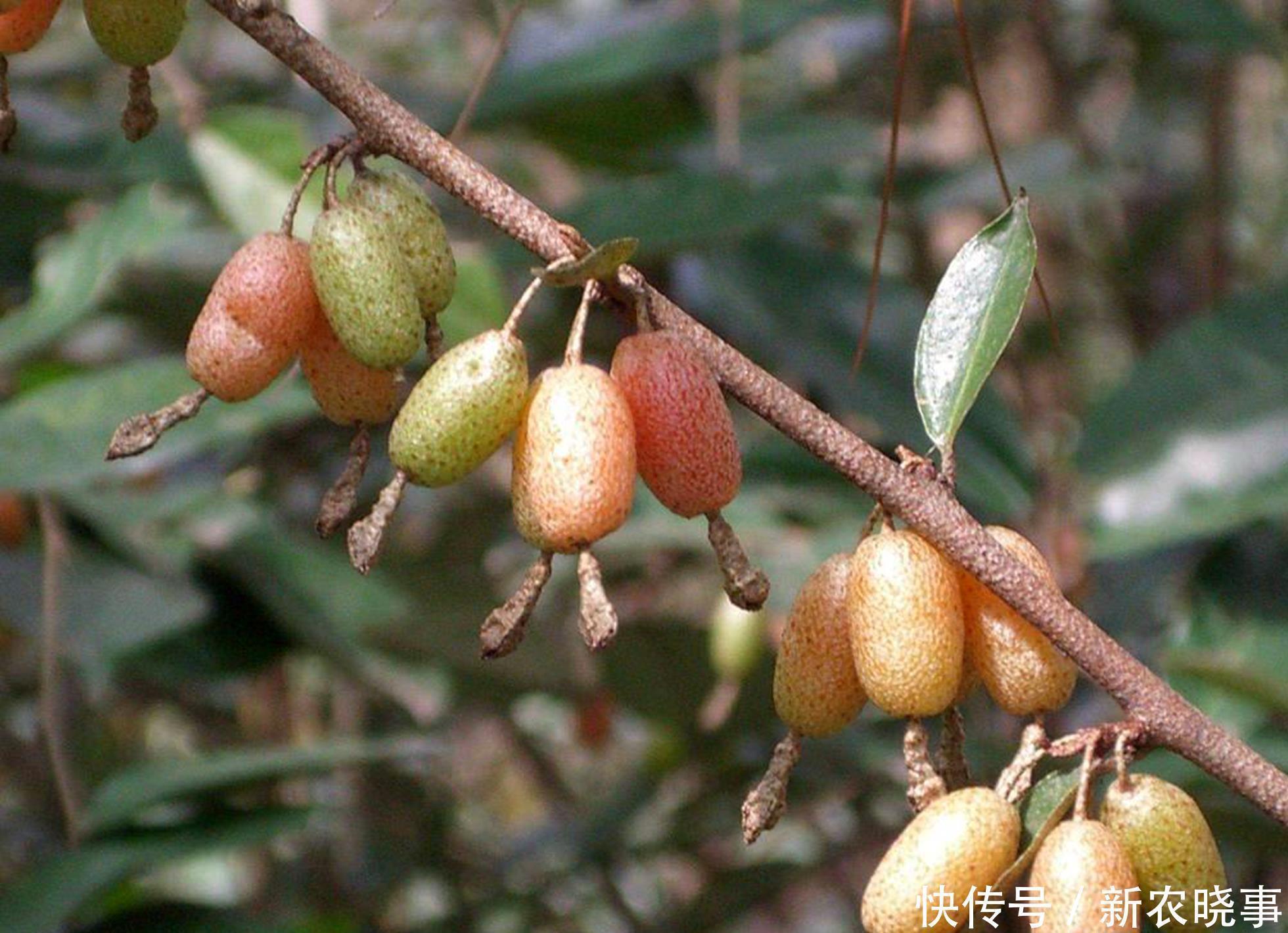 人称“羊奶果”,小时候常常吃,如今城里盆栽做盆景,已成稀罕货