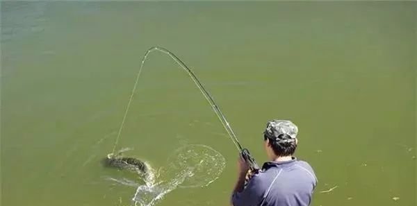 饵料|想钓草鱼试试这2种有效的方法,大鱼一条条,过瘾