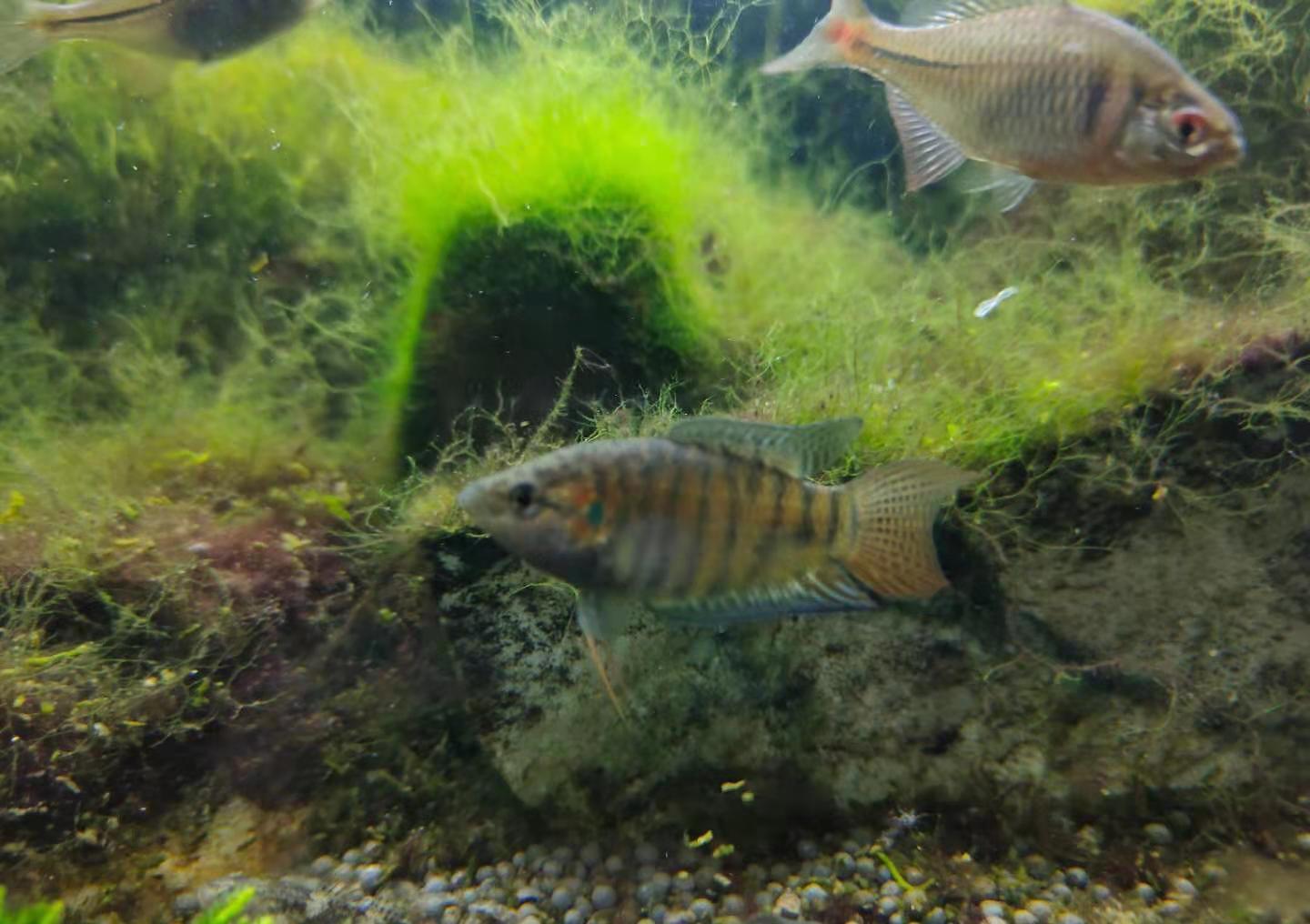 草金鱼的鱼卵怎么孵化