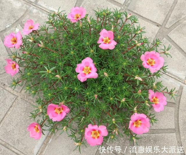 真正的花坚强，墙缝、地缝都能长，开花特别旺！