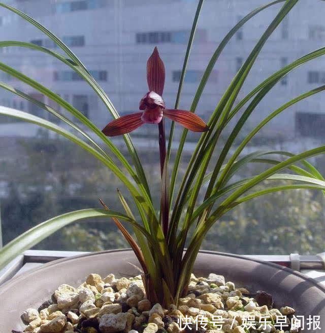 这款兰花真不错，建议花友们入手一盆，香气浓郁，花色艳丽