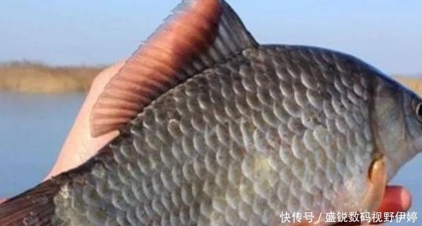 入口性|夏钓鲫鱼,饵料得这么配,一不小心就爆护