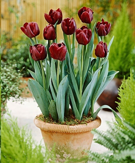 风信子|这18种超级好养的植物,养花新手也能养的很好!