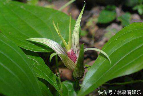 一味中药润肺气、治咳嗽，无论新久咳嗽、寒热咳嗽，皆可用之