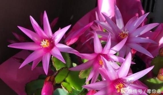 刚扒的香蕉皮该如何处理养花学2招,既能清洁又能增添营养