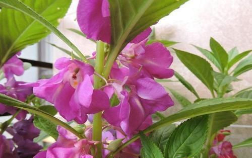 矾根|彩叶草、矾根、竹芋叶子像花一样美,家里养一盆,超漂亮