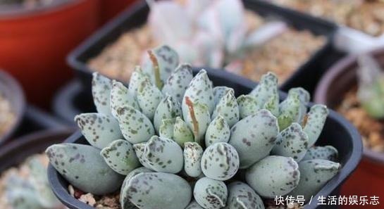 学问|给多肉浇水是门学问,5种方法,让你弄清楚该如何正确补水!