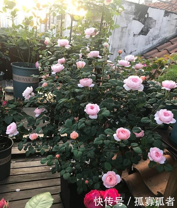 此款世界名花,超级漂亮,开花勤快,好养易管理,室内盆栽也可以!