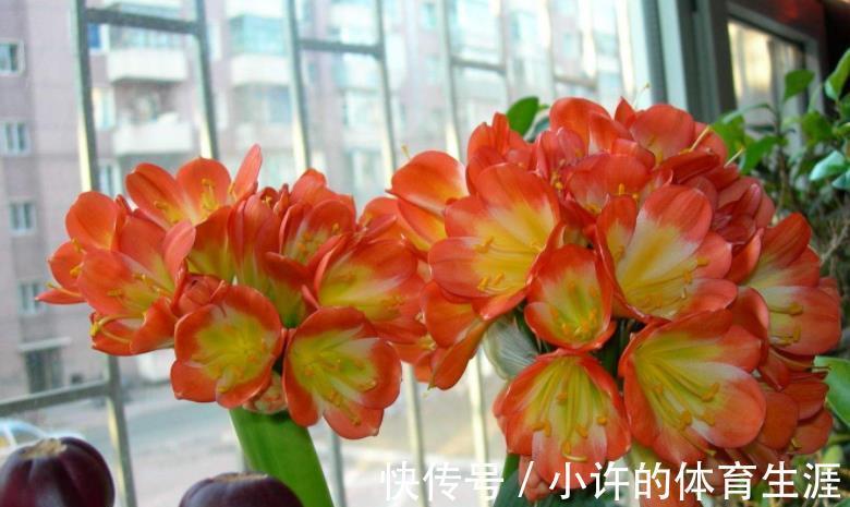 想要君子兰顺利开花,12月做好这几件事,花箭花苞长不停