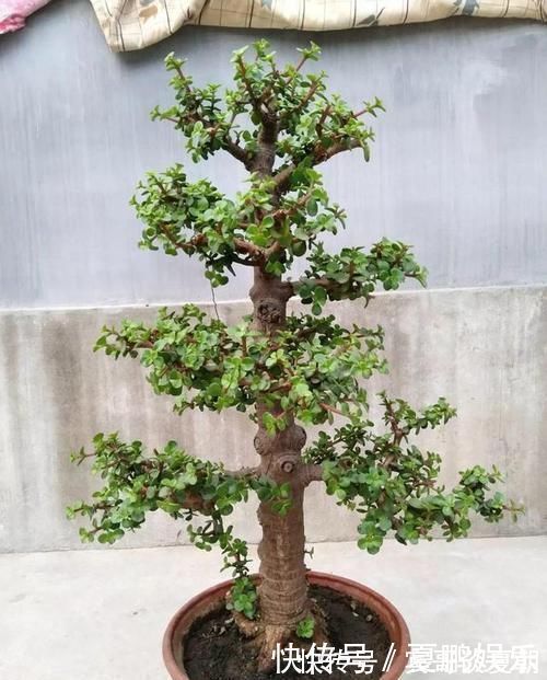 薄肥勤施|养金枝玉叶要“有耐心”,知道这个小技巧,2年养成高颜值老桩