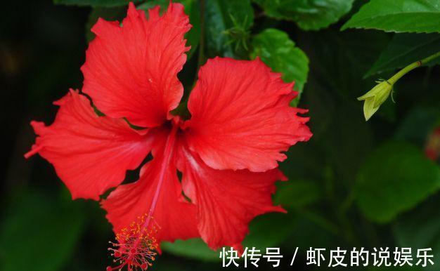 农历九月二十五霜降后,养什么花?以下3种花,生活如意阖家幸福